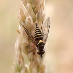 Australiphthiria hilaris (Slender Bee Fly) at Belconnen, ACT - 22 Nov 2023 by CathB