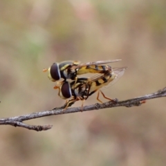 Simosyrphus grandicornis (Common hover fly) at Mount Painter - 30 Nov 2023 by CathB
