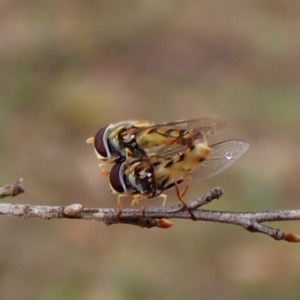 Simosyrphus grandicornis at Mount Painter - 30 Nov 2023