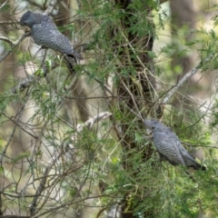 Callocephalon fimbriatum (Gang-gang Cockatoo) at Bemboka, NSW - 5 Dec 2023 by trevsci