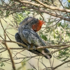 Callocephalon fimbriatum at Bemboka River Reserve - 5 Dec 2023