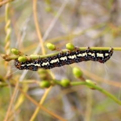 Hecatesia fenestrata (Common Whistling Moth) at Belconnen, ACT - 3 Dec 2023 by CathB