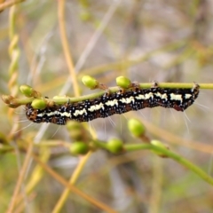 Hecatesia fenestrata (Common Whistling Moth) at Aranda Bushland - 3 Dec 2023 by CathB