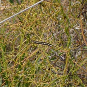 Hecatesia fenestrata at Aranda Bushland - 3 Dec 2023