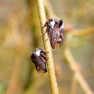 Acanthuchus trispinifer at Aranda Bushland - 3 Dec 2023