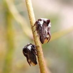 Acanthuchus trispinifer at Aranda Bushland - 3 Dec 2023