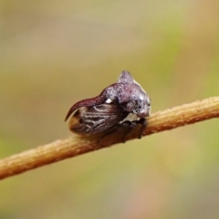 Acanthuchus trispinifer at Aranda Bushland - 3 Dec 2023