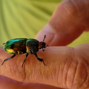 Lamprima aurata at Wanniassa, ACT - 6 Dec 2023