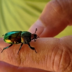 Lamprima aurata (Golden stag beetle) at Wanniassa, ACT - 5 Dec 2023 by pixelnips
