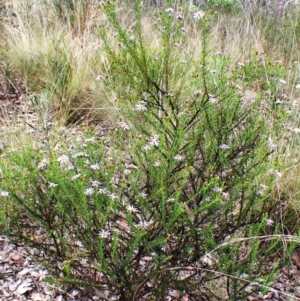 Olearia tenuifolia at Aranda Bushland - 3 Dec 2023 02:24 PM