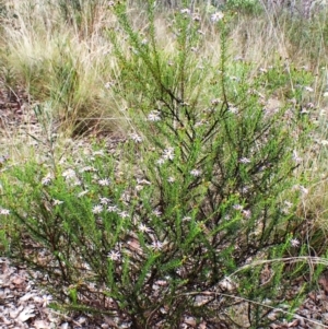 Olearia tenuifolia at Aranda Bushland - 3 Dec 2023