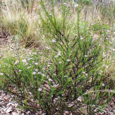 Olearia tenuifolia (Narrow-leaved Daisybush) at Aranda Bushland - 3 Dec 2023 by CathB