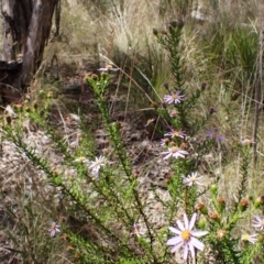 Olearia tenuifolia at Aranda Bushland - 3 Dec 2023 02:24 PM