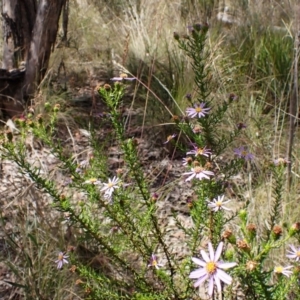 Olearia tenuifolia at Aranda Bushland - 3 Dec 2023