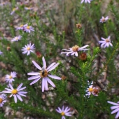 Olearia tenuifolia at Aranda Bushland - 3 Dec 2023