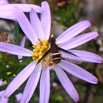 Villa sp. (genus) (Unidentified Villa bee fly) at Belconnen, ACT - 3 Dec 2023 by CathB