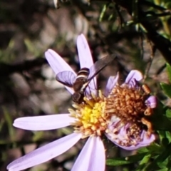 Villa sp. (genus) at Aranda Bushland - 3 Dec 2023