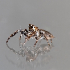 Paraphilaeus daemeli (Daemel's Jumper) at Jerrabomberra, NSW - 3 Dec 2023 by MarkT