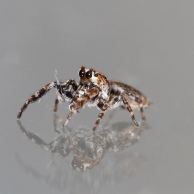 Paraphilaeus daemeli (Daemel's Jumper) at Jerrabomberra, NSW - 3 Dec 2023 by MarkT