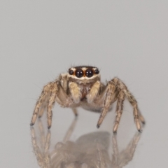 Maratus griseus (Jumping spider) at QPRC LGA - 3 Dec 2023 by MarkT