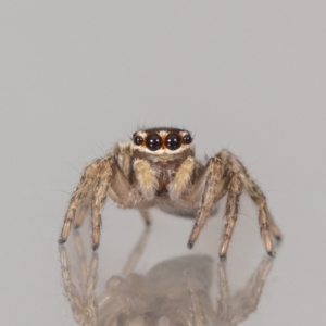 Maratus griseus at QPRC LGA - 3 Dec 2023