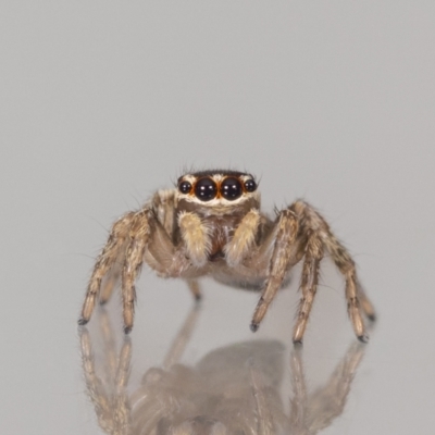 Maratus griseus (Jumping spider) at Jerrabomberra, NSW - 2 Dec 2023 by MarkT