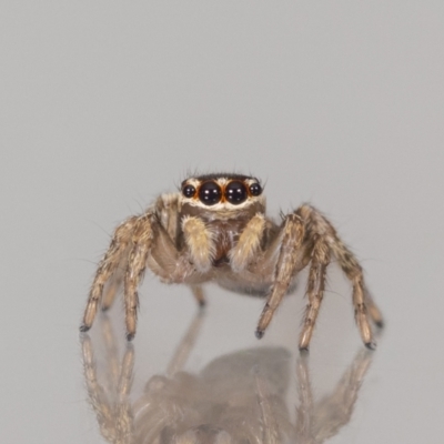 Maratus griseus (Jumping spider) at QPRC LGA - 3 Dec 2023 by MarkT