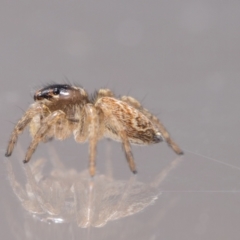 Maratus griseus at QPRC LGA - 3 Dec 2023