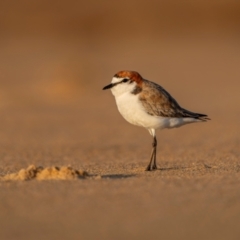 Anarhynchus ruficapillus (Red-capped Plover) at Tathra, NSW - 5 Dec 2023 by trevsci