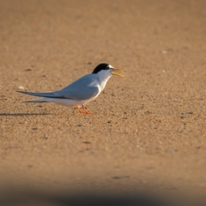 Sternula albifrons at Tathra, NSW - 6 Dec 2023 07:39 AM