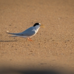 Sternula albifrons (Little Tern) at Tathra, NSW - 5 Dec 2023 by trevsci