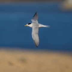 Sternula albifrons at Tathra, NSW - 6 Dec 2023 07:39 AM