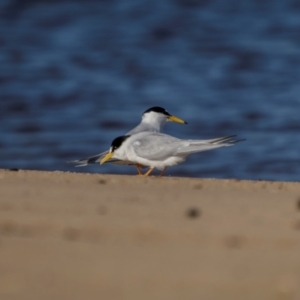 Sternula albifrons at Tathra, NSW - 6 Dec 2023 07:39 AM