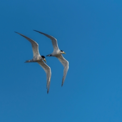 Thalasseus bergii (Crested Tern) at Tathra, NSW - 6 Dec 2023 by trevsci