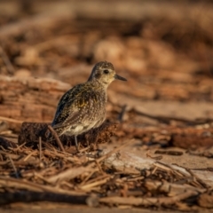 Pluvialis fulva (Pacific Golden Plover) at Tathra, NSW - 6 Dec 2023 by trevsci