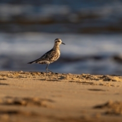 Pluvialis fulva at Tathra, NSW - 6 Dec 2023