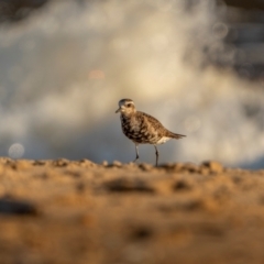 Pluvialis fulva at Tathra, NSW - 6 Dec 2023