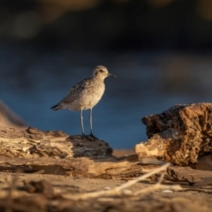 Pluvialis fulva at Tathra, NSW - 6 Dec 2023 06:47 AM