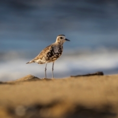 Pluvialis fulva at Tathra, NSW - 6 Dec 2023 06:47 AM