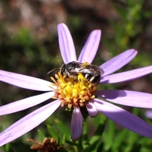 Lasioglossum (Chilalictus) sp. (genus & subgenus) at Aranda Bushland - 3 Dec 2023 02:23 PM