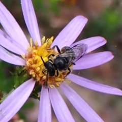 Lasioglossum (Chilalictus) sp. (genus & subgenus) (Halictid bee) at Belconnen, ACT - 3 Dec 2023 by CathB