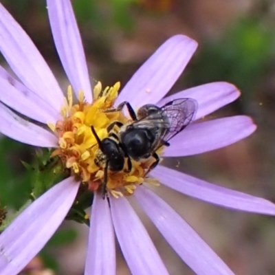 Lasioglossum (Chilalictus) sp. (genus & subgenus) (Halictid bee) at Aranda Bushland - 3 Dec 2023 by CathB