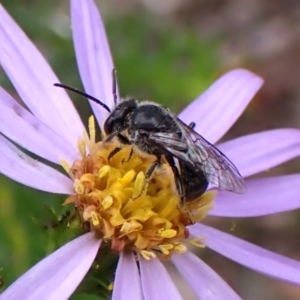 Lasioglossum (Chilalictus) sp. (genus & subgenus) at Aranda Bushland - 3 Dec 2023