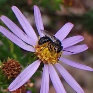 Lasioglossum (Chilalictus) sp. (genus & subgenus) at Aranda Bushland - 3 Dec 2023