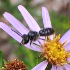 Lasioglossum (Chilalictus) sp. (genus & subgenus) at Aranda Bushland - 3 Dec 2023