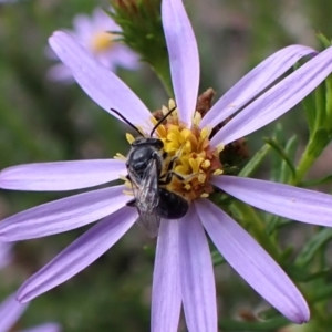 Lasioglossum (Chilalictus) sp. (genus & subgenus) at Aranda Bushland - 3 Dec 2023