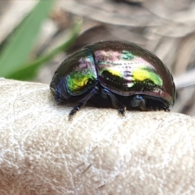 Callidemum hypochalceum (Hop-bush leaf beetle) at Yass River, NSW - 6 Dec 2023 by SenexRugosus