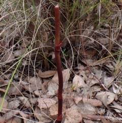 Dipodium roseum (Rosy Hyacinth Orchid) at Aranda Bushland - 3 Dec 2023 by CathB