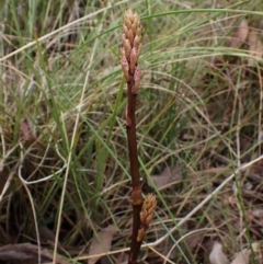 Dipodium roseum at Aranda Bushland - suppressed