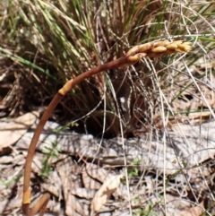 Dipodium roseum at Aranda Bushland - suppressed